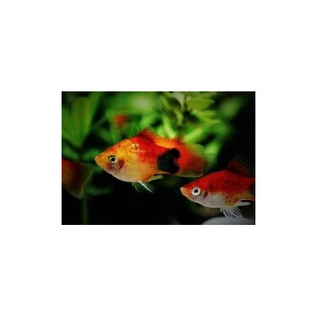 Xiphophorus maculatus platy sunset mickey mouse - 3.00cm