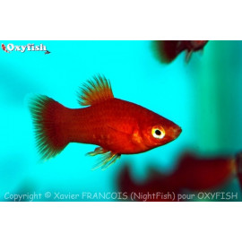 Platy Rouge 3.00 cm Xiphophorus maculatus