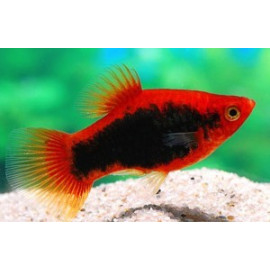 Platy rouge tuxedo  3.00 cm xiphophorus maculatus