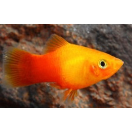 Platy sunset 3.00 cm xiphophorus maculatus