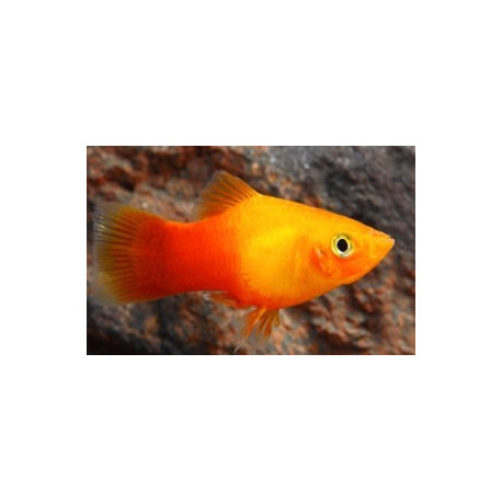 Platy sunset 3.00 cm xiphophorus maculatus