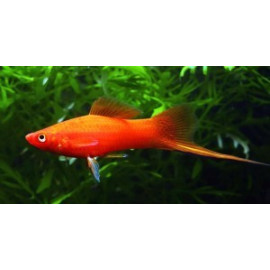 Xipho rouge  5-6 cm xiphophorus helleri