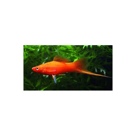 Xipho rouge  5-6 cm xiphophorus helleri