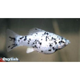 Molly marbre dalmatien  4.5 cm poecilia sphenops