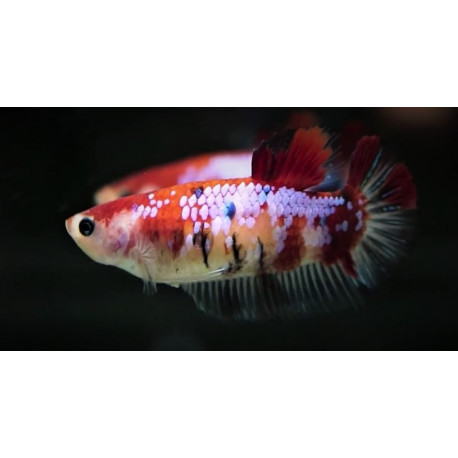 Betta Plakat KOI Femelle Combattant 3.00 cm