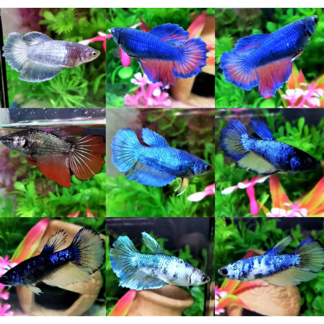 Betta Halfmoon Butterfly Femelle  3.5-4.0 cm