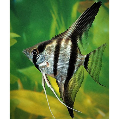 Scalaire argente 5-5.5 cm pterophyllum scalare