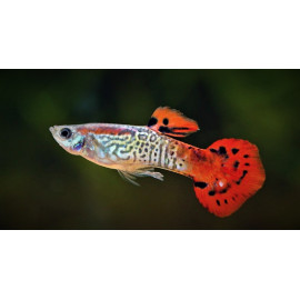 Guppy male red cobra  3.5 cm poecilia reticulata