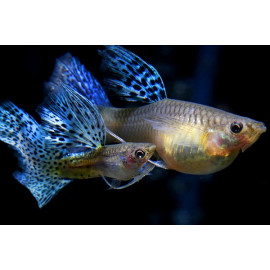 Assortiment guppys femelles XXL  6cm poecilia reticulata