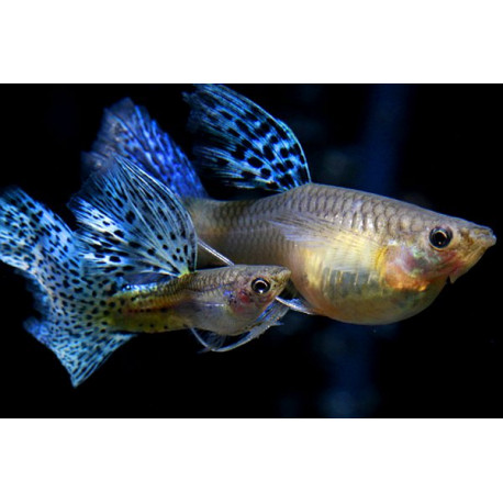 Assortiment guppys femelles XXL  6cm poecilia reticulata