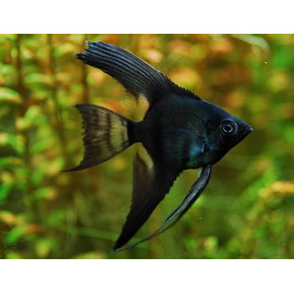 Pterophyllum scalare black marble veiltail 5.5 cm