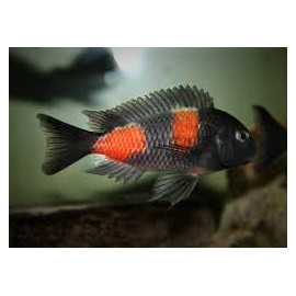 Tropheus bulu point double spot -  5.00 cm