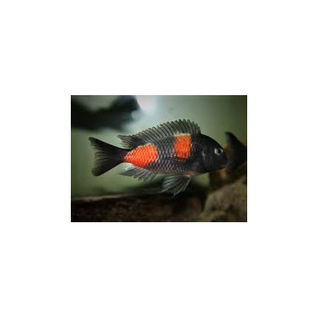 Tropheus bulu point double spot -  5.00 cm