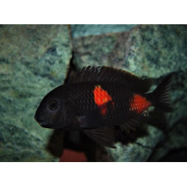 Tropheus Moori Black bulu point double Fleck -  3.00 cm