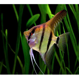 Pterophyllum Scalare Rio Tocantins 4.00 cm