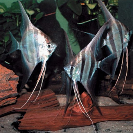 Pterophyllum Scalare Rio Tocantins 4-5 cm