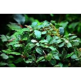 Bucephalandra Green wavy