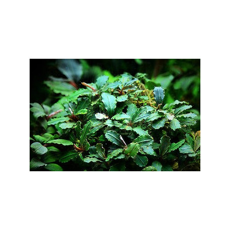 Bucephalandra Green wavy