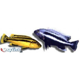 Melanochromis chipokae  10-12 cm