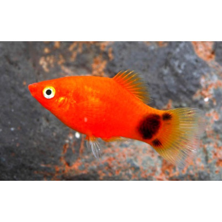 Xiphophorus maculatus - platy rouge émeraude Mickey Mouse  3.00 cm