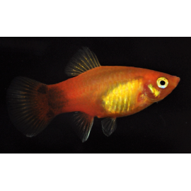 Platy Marigold Mickey Mouse 3.00 cm Xiphophorus maculatus