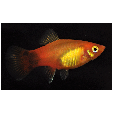 Platy Marigold Mickey Mouse 3.00 cm Xiphophorus maculatus