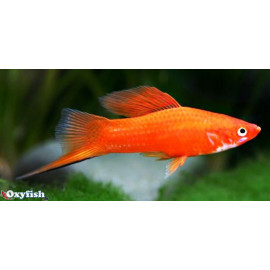 Xiphophorus helleri xipho rouge XL 8-9 cm