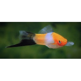 Xipho Tancho 5-6 cm xiphophorus helleri