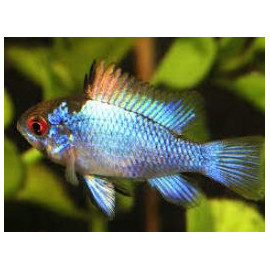 Microgeophagus ramirezi Platinum   3-3.5 cm