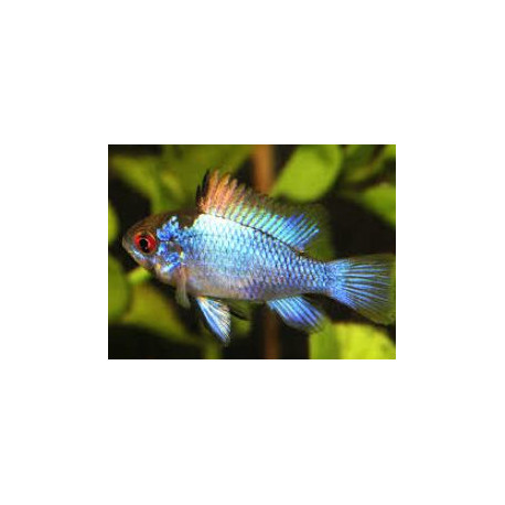 Microgeophagus ramirezi Platinum   3-3.5 cm