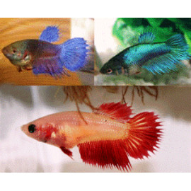 Betta crowntail combattant femelle peigne  4.5 cm