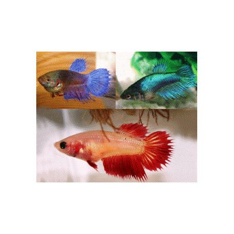 Betta crowntail combattant femelle peigne  4.5 cm