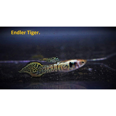 Guppy male endler tiger  2.5 cm poecilia wingei