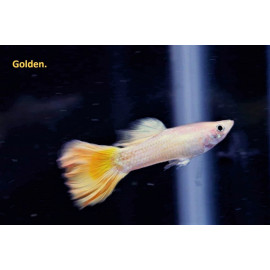 Guppy male golden - 3.5 cm poecilia reticulata