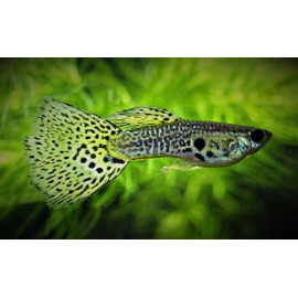 Guppy male green Grass  3.5 cm poecilia reticulata