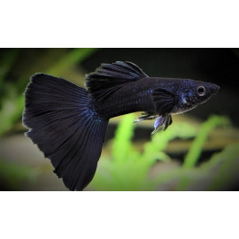 Guppy male Black moscou - full Black - 3.5 cm poecilia reticulata