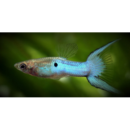 Poecilia reticulata guppy male blue lyretail  3.50 cm