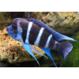 Cyphotilapia frontosa 2.5-3 cm