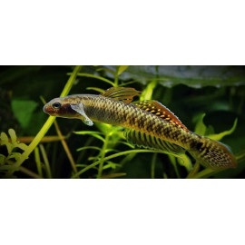 Stiphodon Elegans - Goby Arc en Ciel Male  3-4 cm