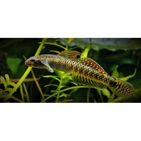 Stiphodon Elegans - Goby Arc en Ciel Male  3-4 cm