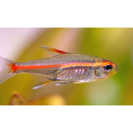 Hemigr. erythrozonus neon rose (m) 2.50 cm - Tetras - Oxyfish vente