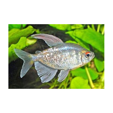 Moenkhausia pittieri tetra diamant  2-2.50 cm