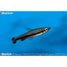 Nannostomus beckfordi poisson crayon dore  3.50 cm