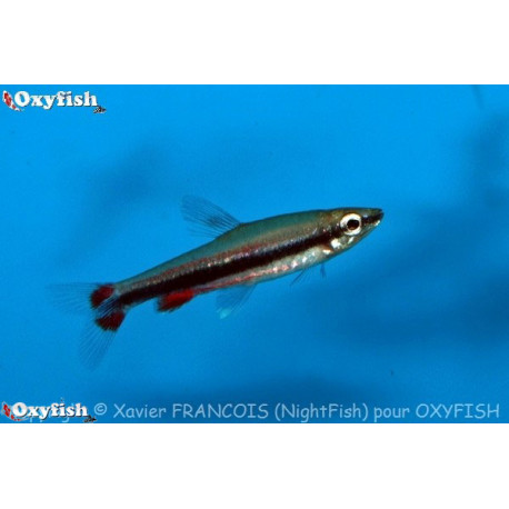 Nannostomus beckfordi poisson crayon dore  3.50 cm