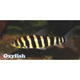 Leporinus Affinis -  huit bandes -  5.00 cm