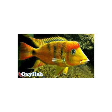 Geophagus pellegrini - 2.50-3.00cm