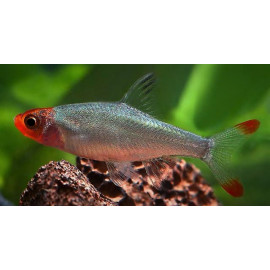 Rasbora Sawbwa resplendens - 3-3.50 cm