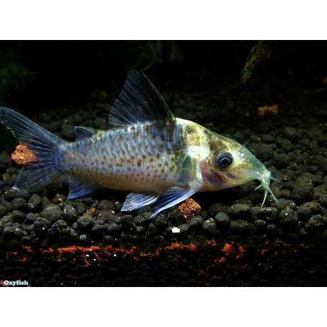 Corydoras septentrionalis  - 2.5-2.75 cm