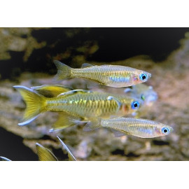 Pseudomugil signifer - yeux bleus   2.5 cm