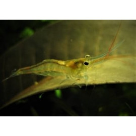 Caridina Sulawensis SP.  Amano -1.20 cm